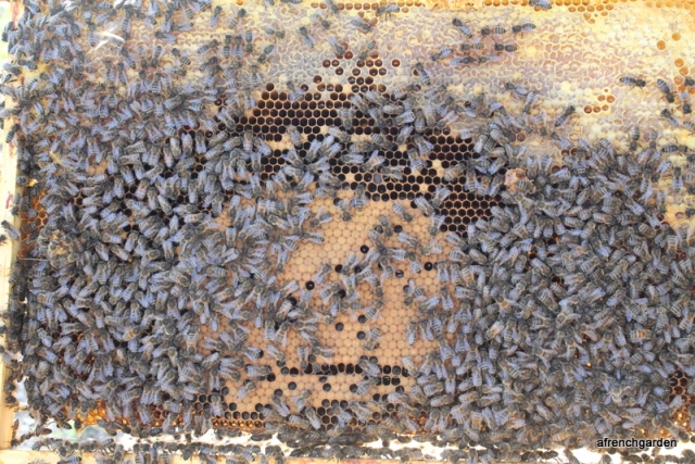 honeybee brood