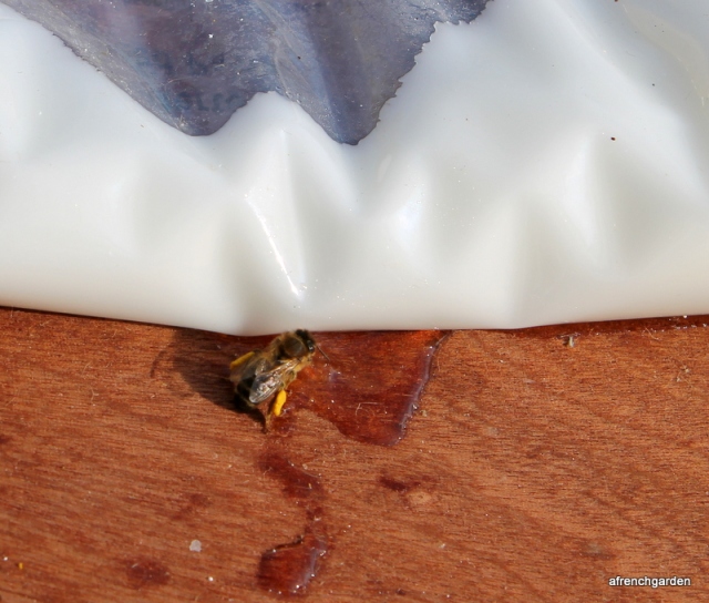 honeybee with pollen sucking syrup.