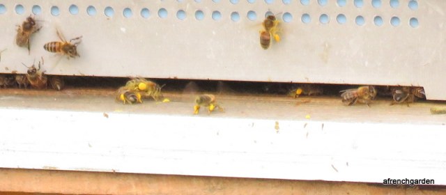 Bees bringing pollen