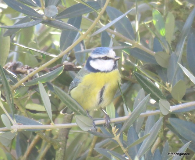 Blue tit in the olive tree