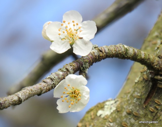 Plum tree in blossom 