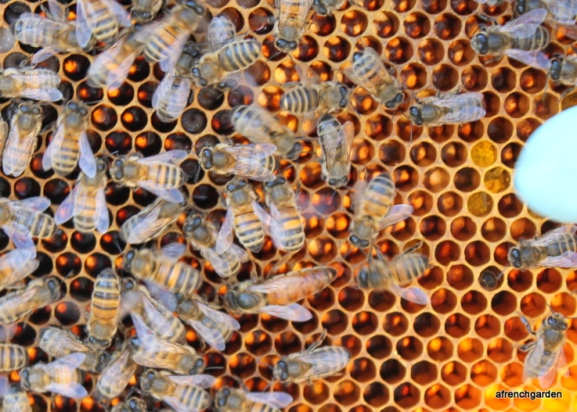 queen bee in Violette hive