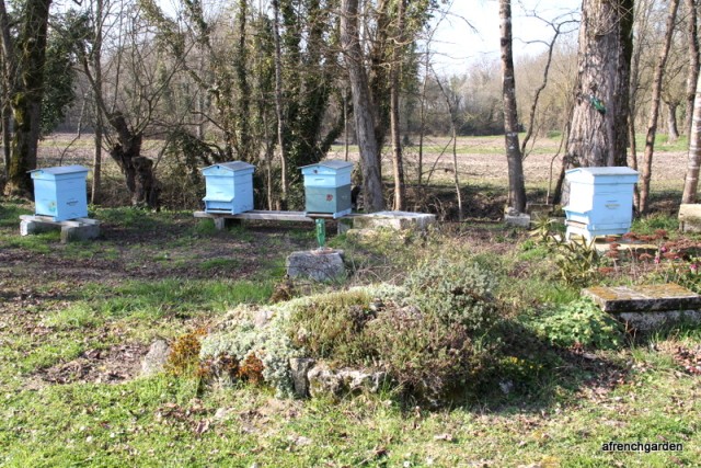 Our 4 beehives near the river Seudre