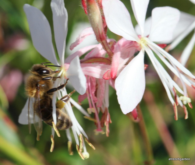 Gaura nectar bee-001