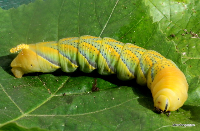 Sphinx caterpillar