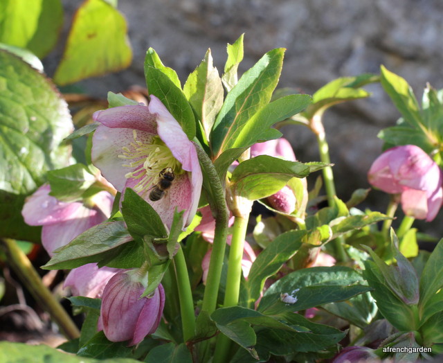 hellebore-bee-pollen-1