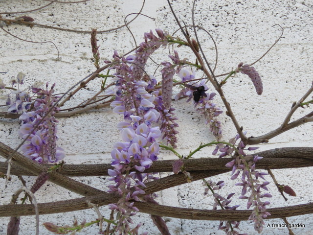 First flowering Wisteria