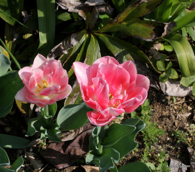 Redder tulips (1)