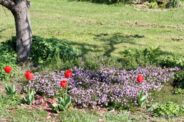Thyme and tulips