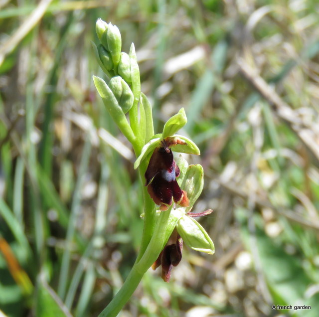 Fly orchid (2)