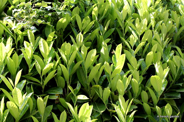 Laurel hedge (1)