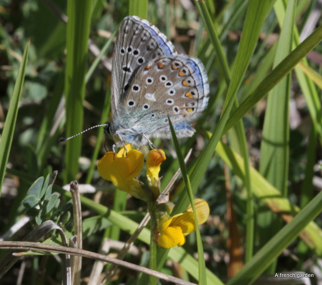 polyommatus bellargus Adonis blue