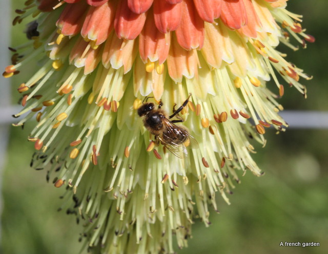 Red hot poker and bee Kniphofia