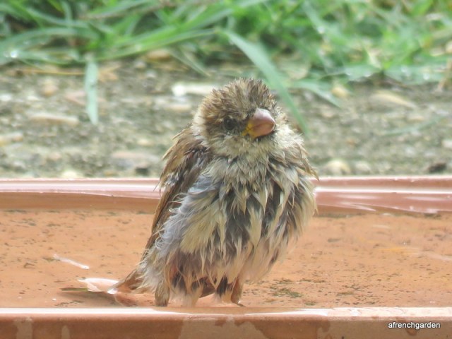 baby sparrow 1