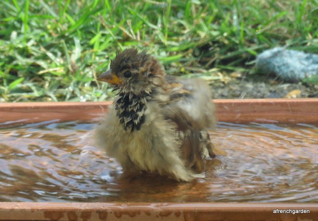 baby sparrow 2