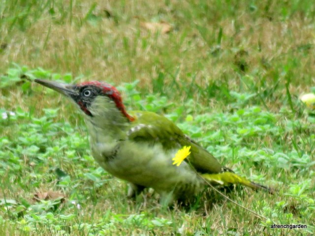 woodpecker 1