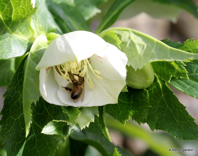 Bee in white Hellebore-001