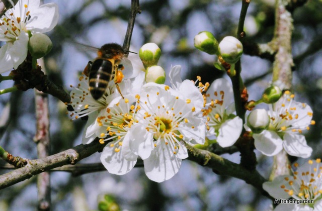 Bee on plum blossom-001