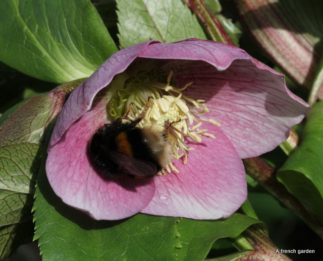 Bumble bee on Hellebore-001