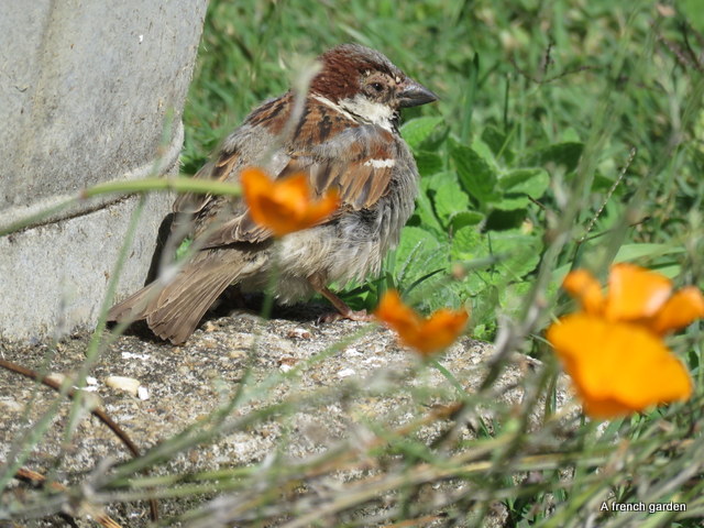 young male sparrow