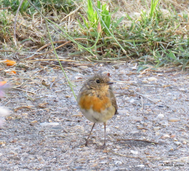 young robin (2)